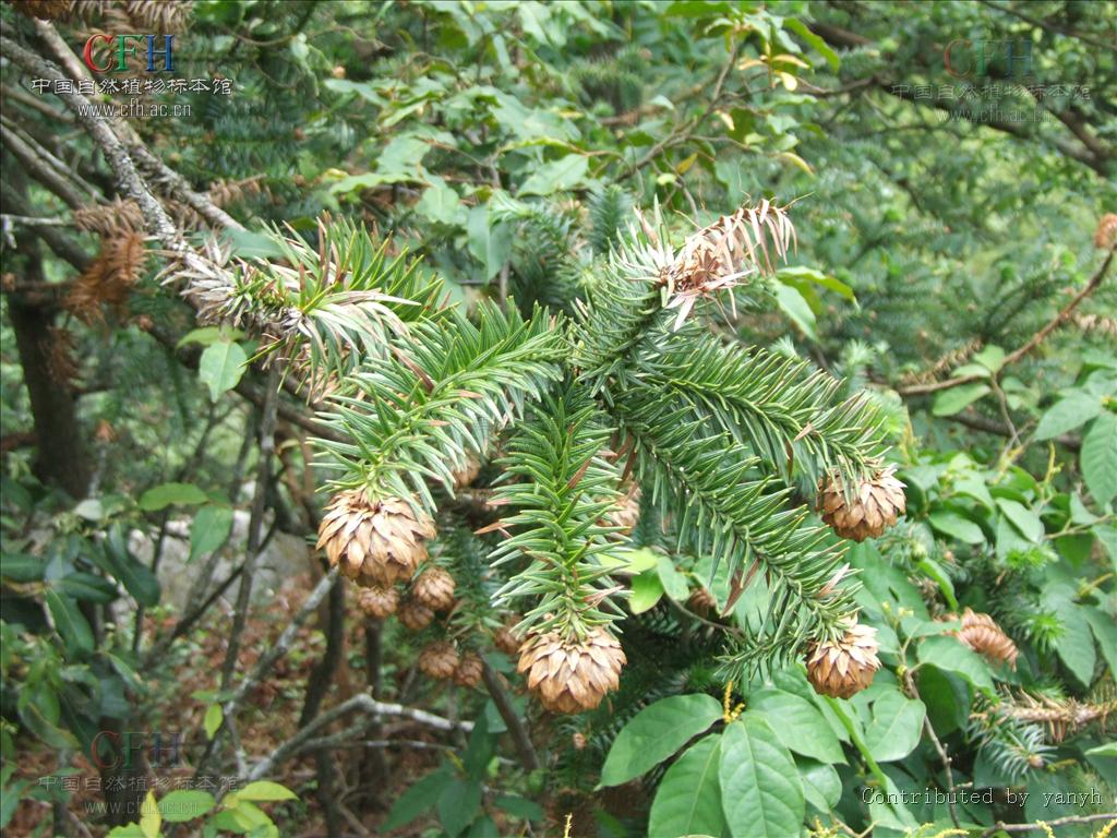  p></p></a>杉木(学名: i>cunninghamia lanceolata /i> (lamb.) hook.