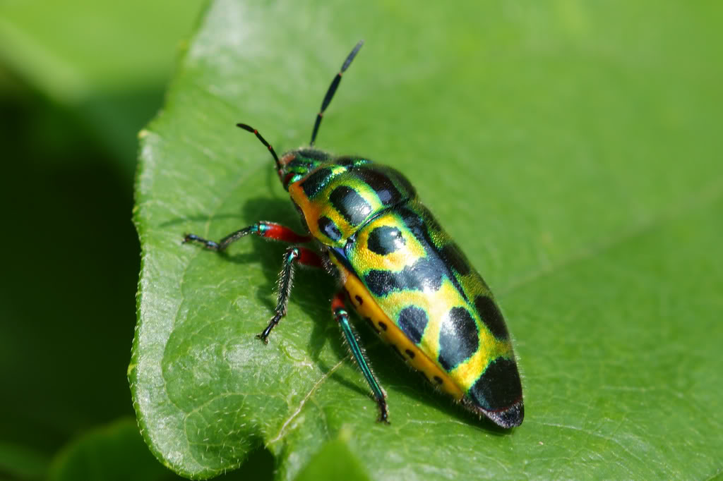 p>盾蝽scutelleridae,俗称打屁虫,放屁虫.
