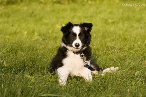 牧羊犬