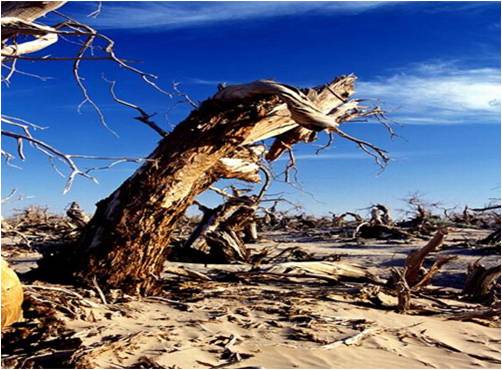 罗布泊消逝的仙湖