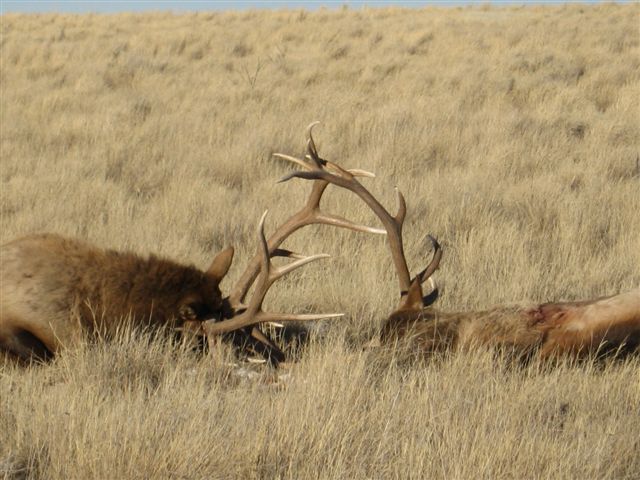 p>蒙古马鹿(学名:cervus elaphus alashanicus)是所有马鹿亚种中体型