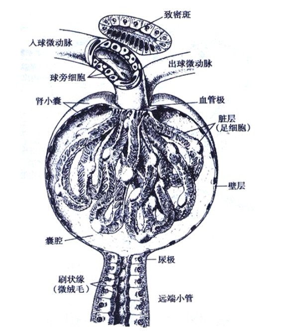 肾小球病