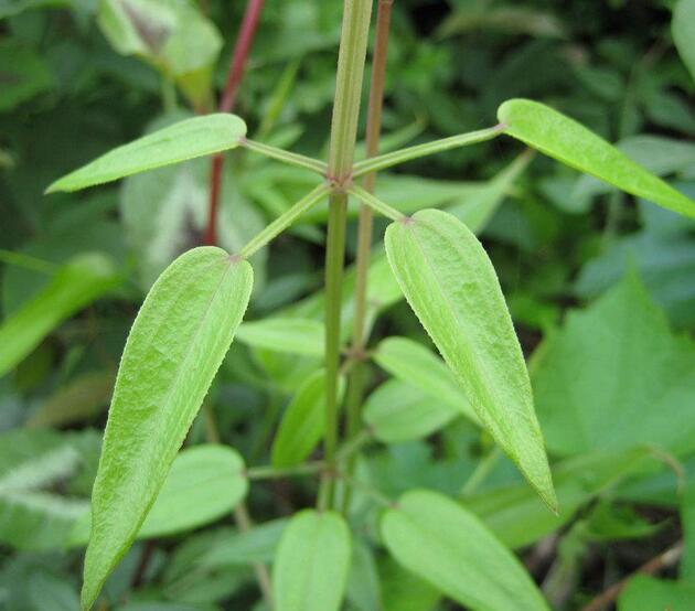  p>光茎茜草(学名:rubia wallichiana decne)为茜草科,茜草属,多年生