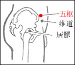 胆经