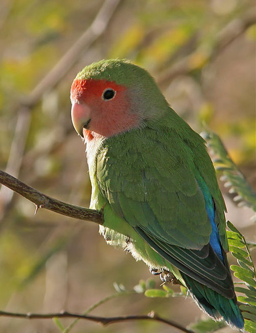 p>桃脸牡丹鹦鹉(学名 i>agapornis roseicollis/i:体长一般在15