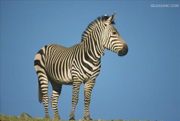 斑马百科 全网资源