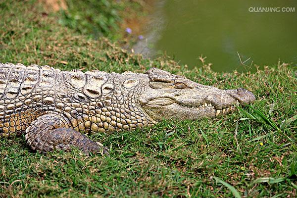 p>尼罗鳄(学名 i>crocodylus niloticus/i,是非洲最大的鳄鱼和最