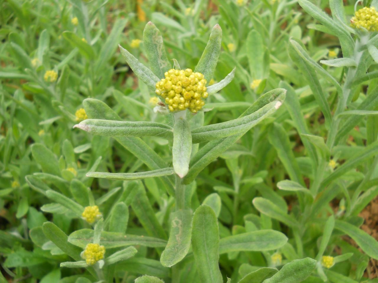 佛耳草,软雀草,黄花白艾,软芡,蒿菜,面蒿,清明菜,水萩,无心,无心