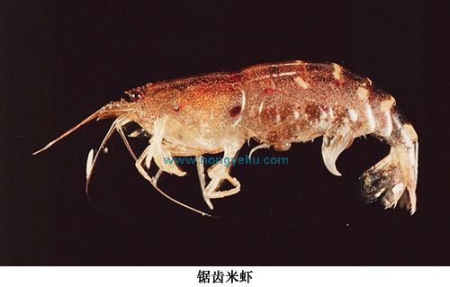 p></p></a>锯齿米虾是匙指虾科米虾属动物. /p>