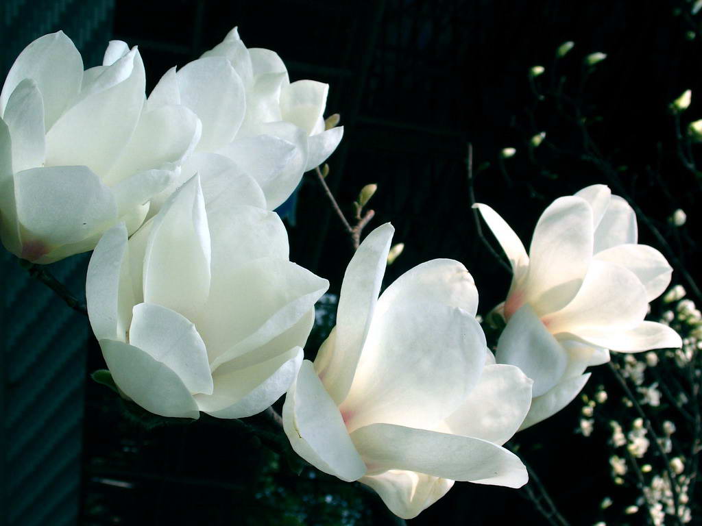 p></p></a>白缅桂又名白兰,属落叶乔木,冬季温度适宜,会有花持续不断开放