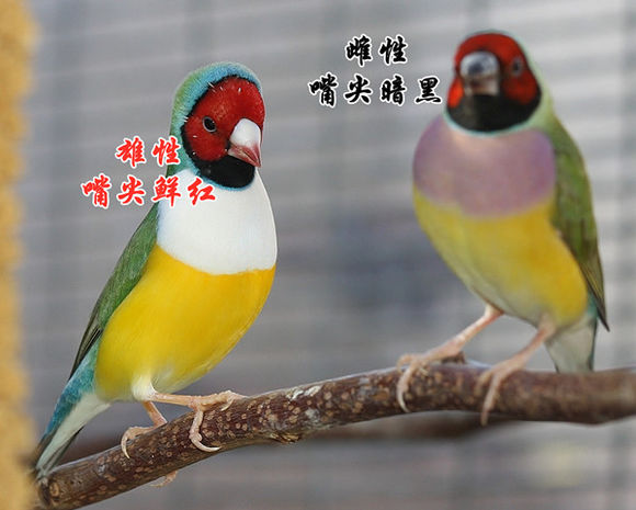 七彩文鸟