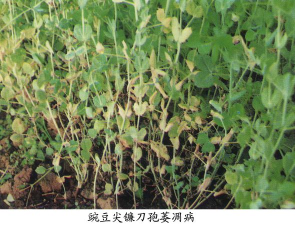 豌豆尖镰刀菌萎凋病