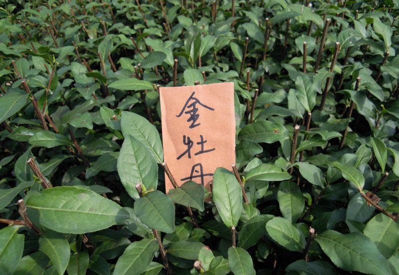 p>金牡丹是由福建农业科学院茶叶研究所以铁观音为母本,黄棪为父本
