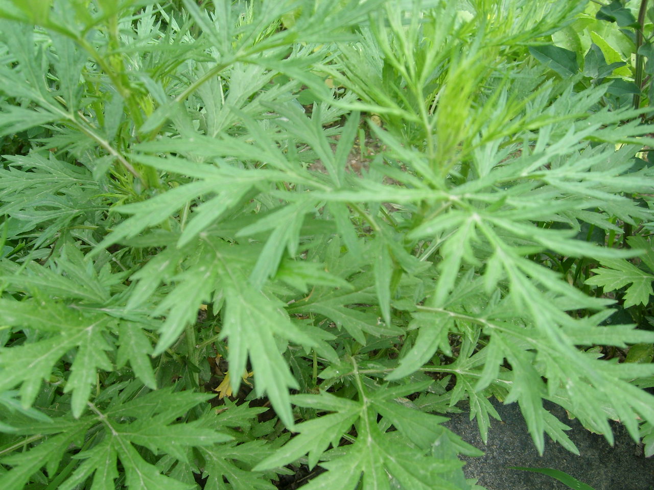  p>莪蒿,即抱娘蒿,也叫萝,萝蒿,廪蒿,多年生草本植物,生在水边,叶像针