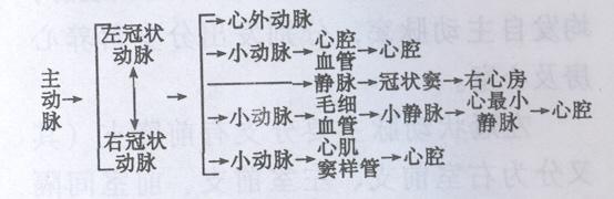 冠状血管及冠状循环