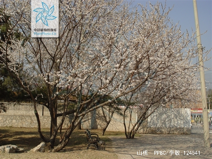 花桃