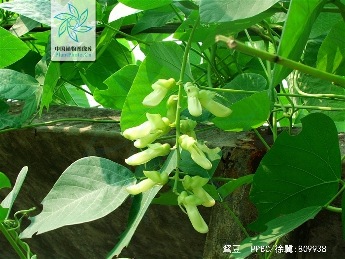 猫豆