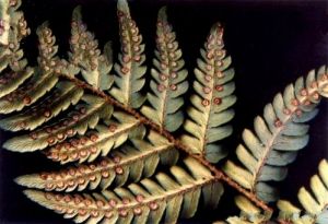 dryopteris subimpressa