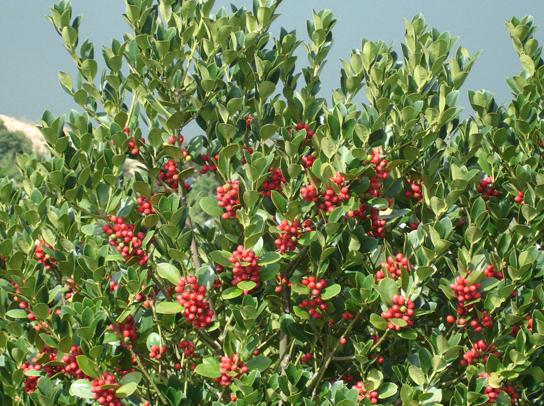 p>全缘冬青(学名 i>ilex integra/i thunb.