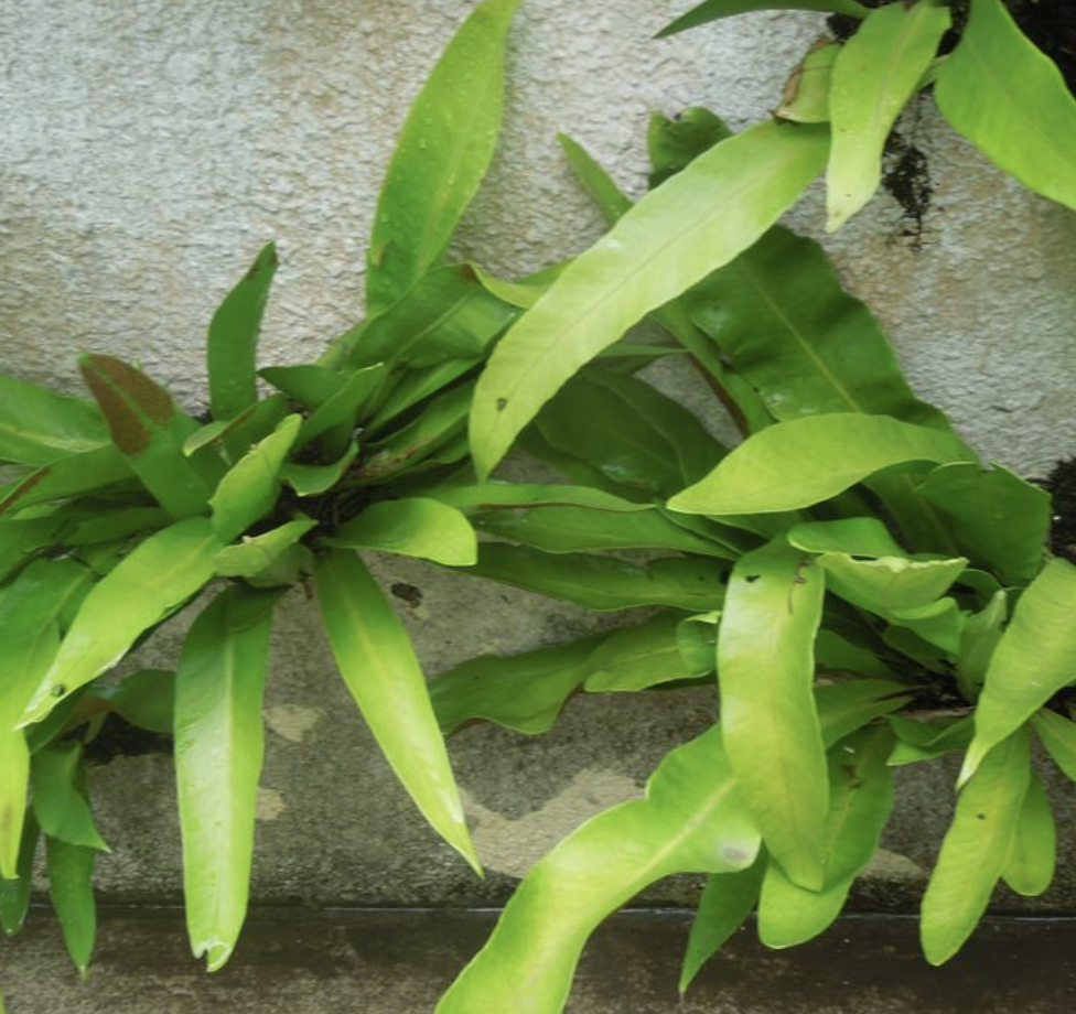 href data-lemmaid"7564145>水龙骨科/a,石韦属植物
