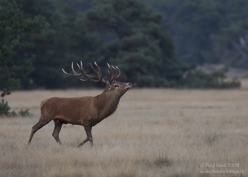 p>蒙古马鹿(学名:cervus elaphus alashanicus)是所有马鹿亚种中体型
