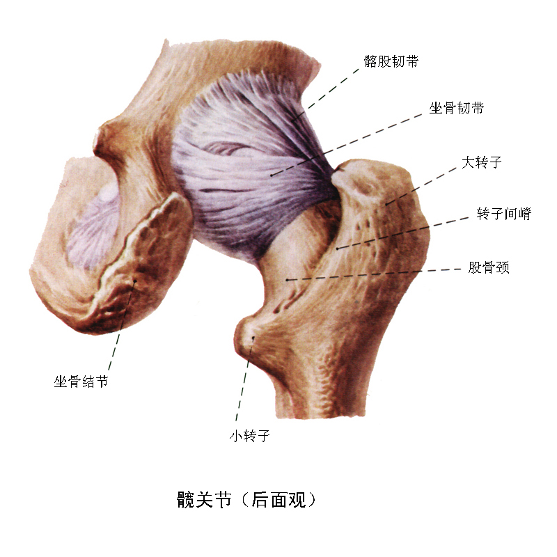 幼年时,下肢带骨分为髂骨, 坐骨和耻骨以及软骨连接.