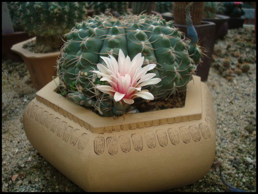  p>裸萼球属(gymnocalycium)为一类原产 a href="#" data-lemmaid="