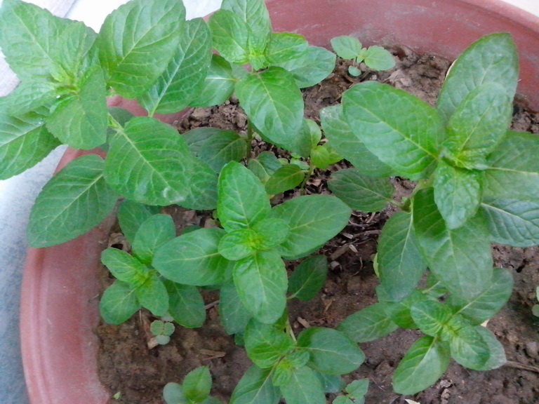  p>香薄荷学名留兰香(mentha spicata),多年生草本.茎直立,高0.4-1.