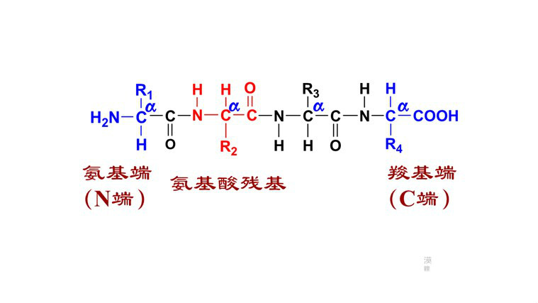 氨基酸/a a target"_blank href/item/脱水缩合>脱水缩合/a>