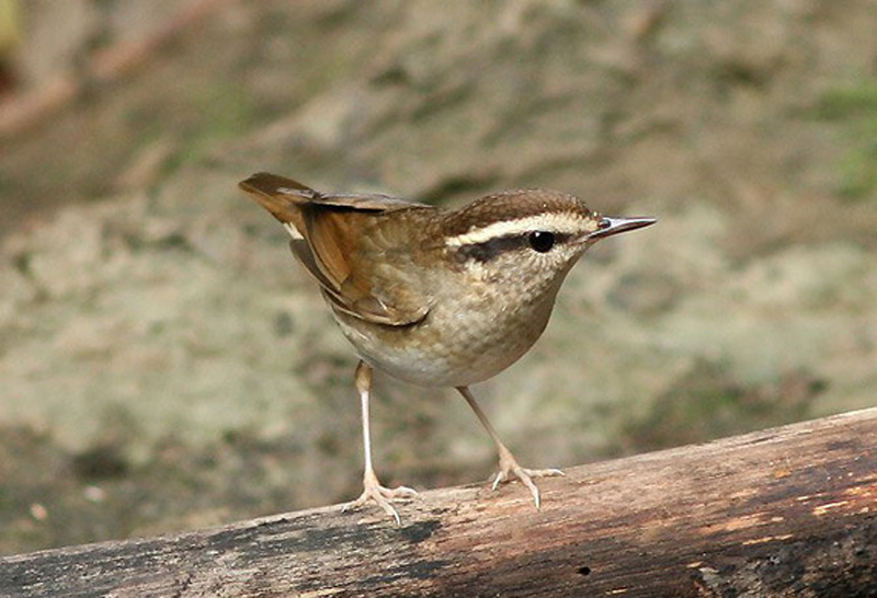 p>鳞头树莺(学名 i>urosphena squameiceps/i:体重5.5-8.