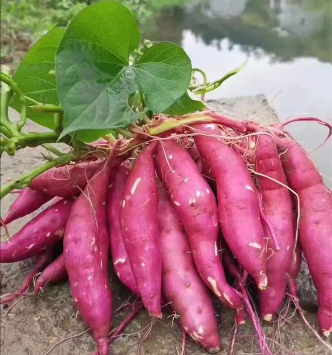 红高系山芋