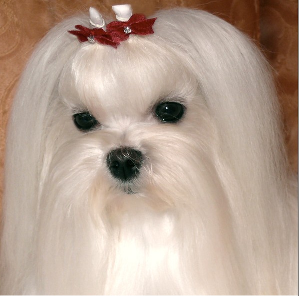 玛尔济斯犬 全网资源