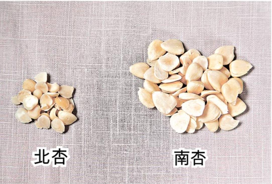 南杏