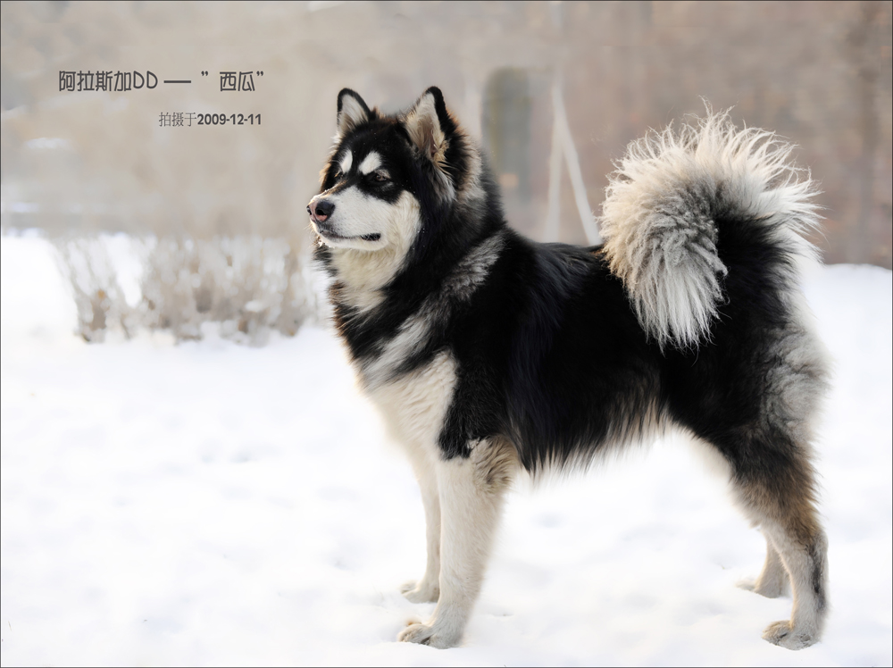 阿拉斯加雪橇犬akc标准