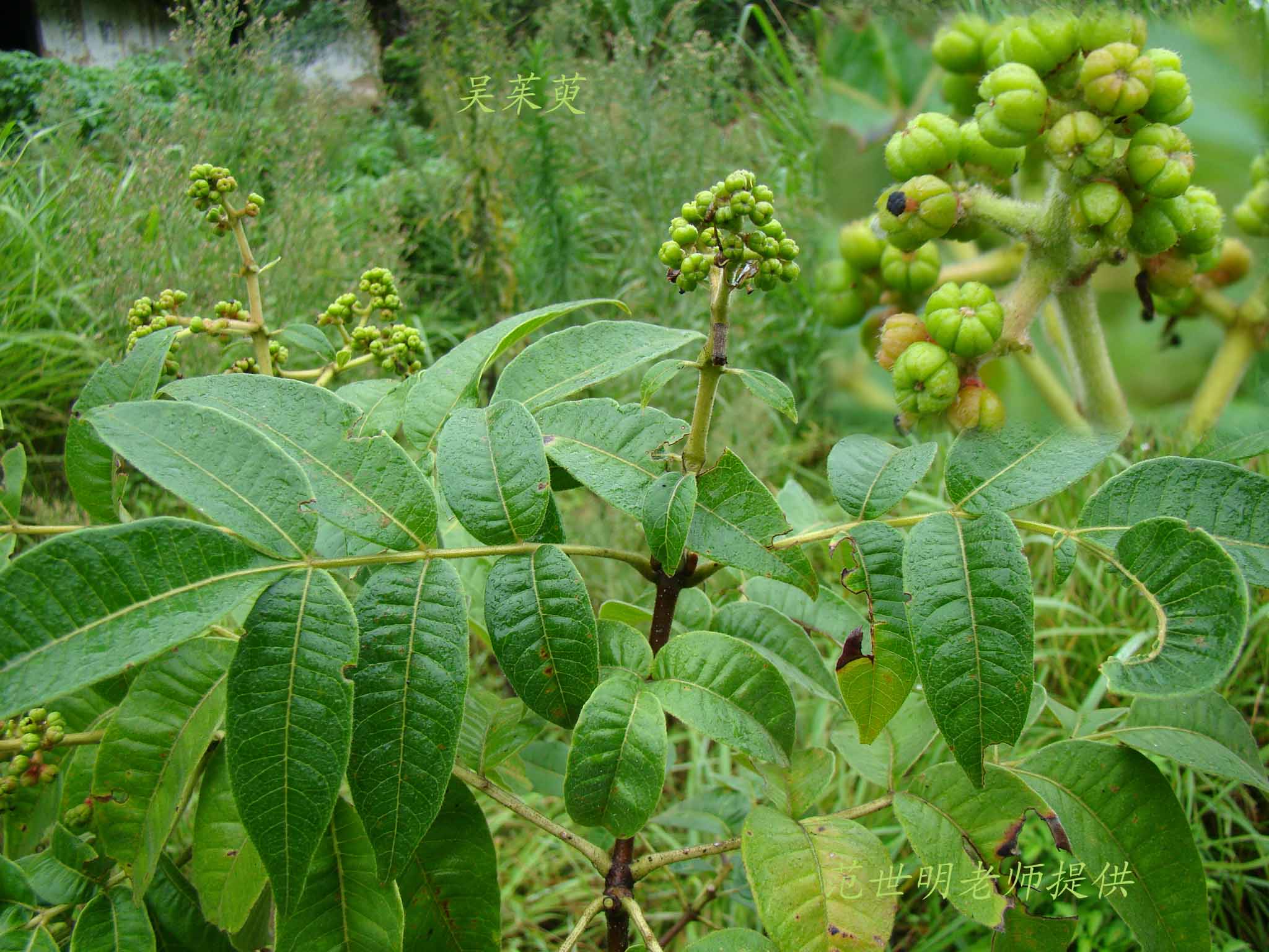吴茱萸