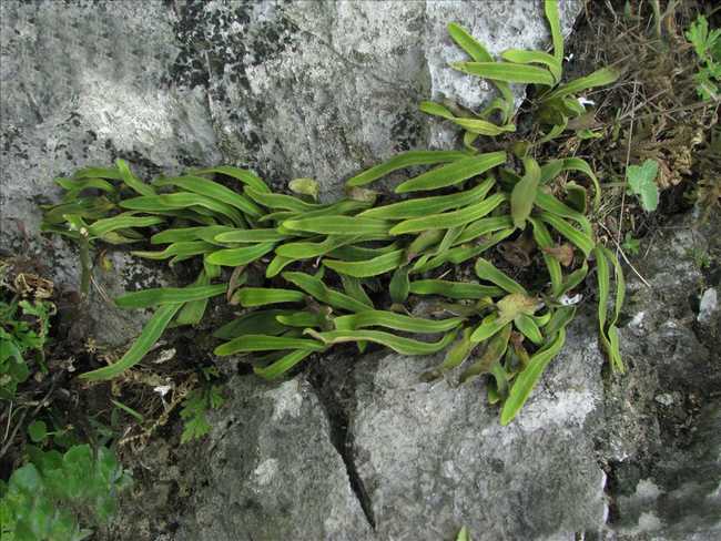 farwell).水龙骨科,石韦属中型附生蕨类植物,植株可达30厘米.