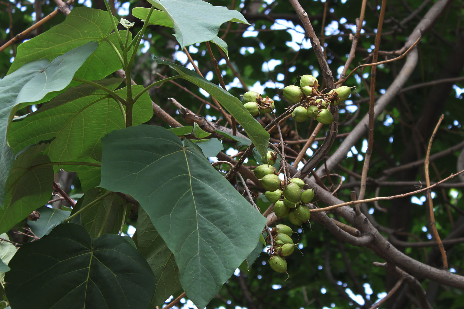 及毛泡桐 i>paulownia tomentosa/i(thunb steud.的果实.