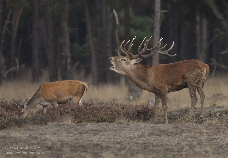 p>蒙古马鹿(学名:cervus elaphus alashanicus)是所有马鹿亚种中体型