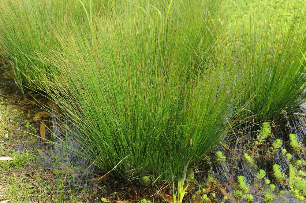 学名:juncus effusus,又名水灯花,水灯心,蔺草,灯草,龙须草,野席草