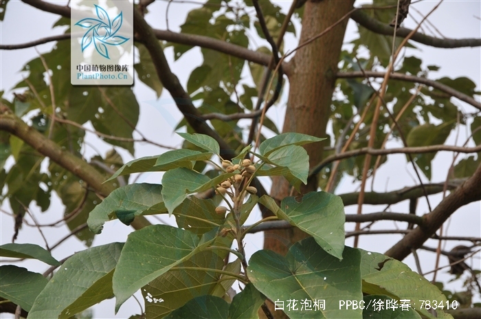 白花泡桐
