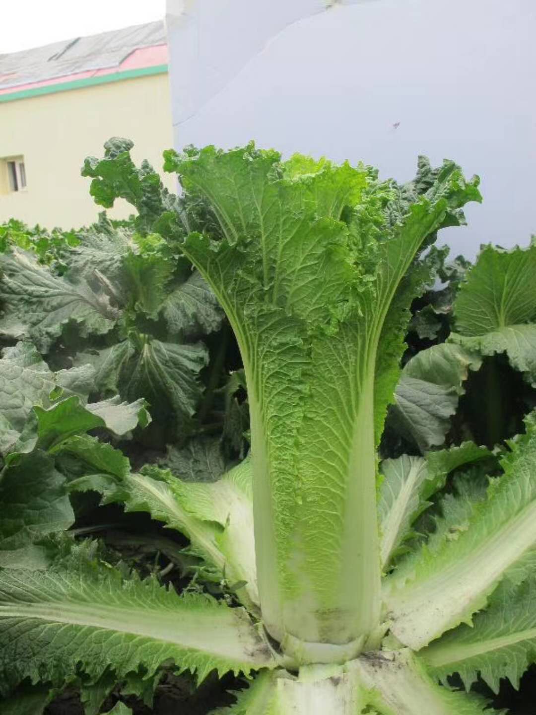 绍菜