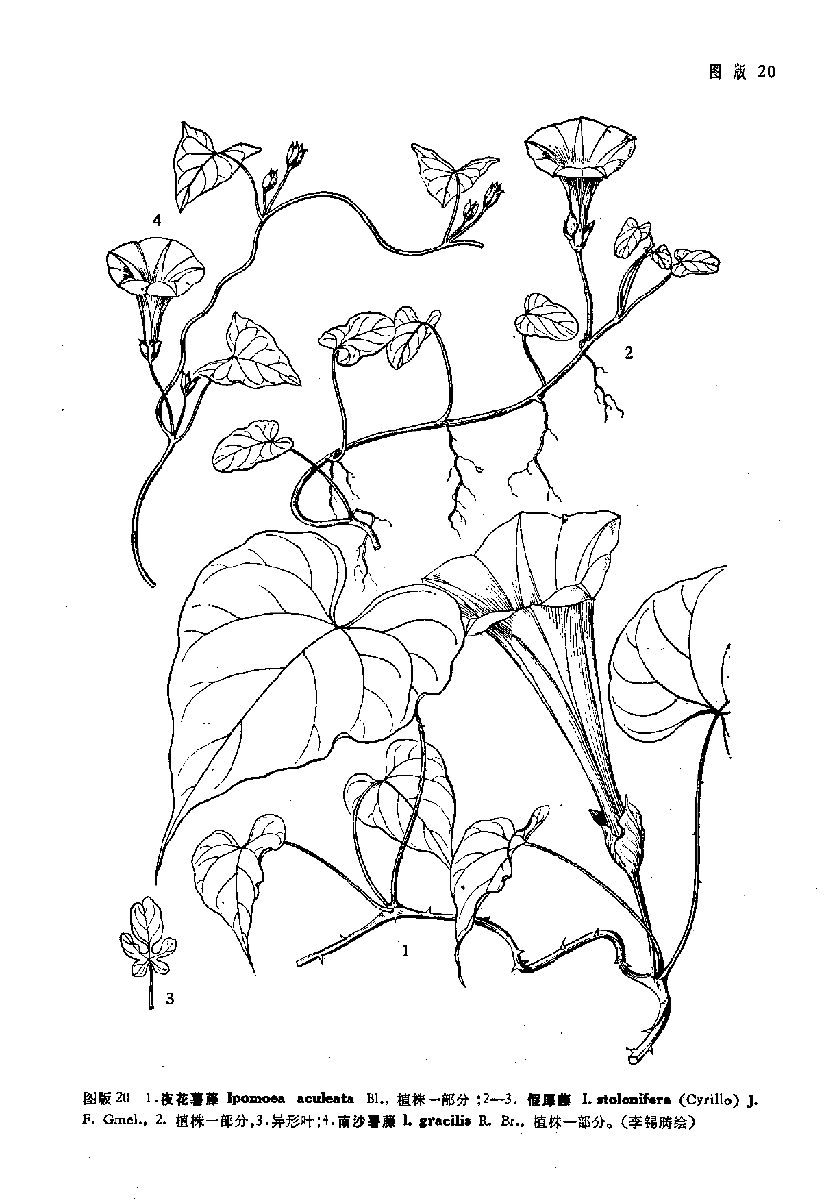 p>夜花薯藤(学名 i>ipomoea aculeata/i,是 a href data