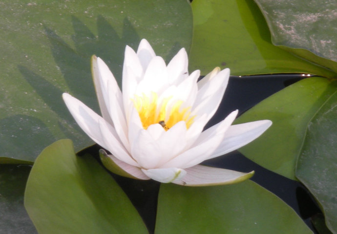 水莲花