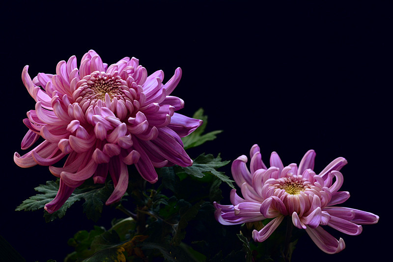 九月菊