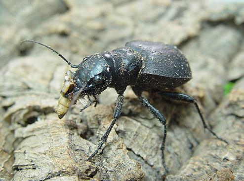 大王虎甲 全网资源