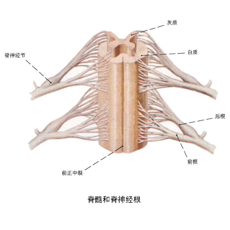  p></p></a>灰质是一种 a target=