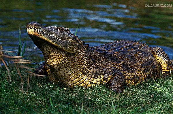 p>尼罗鳄(学名 i>crocodylus niloticus/i,是非洲最大的鳄鱼和最