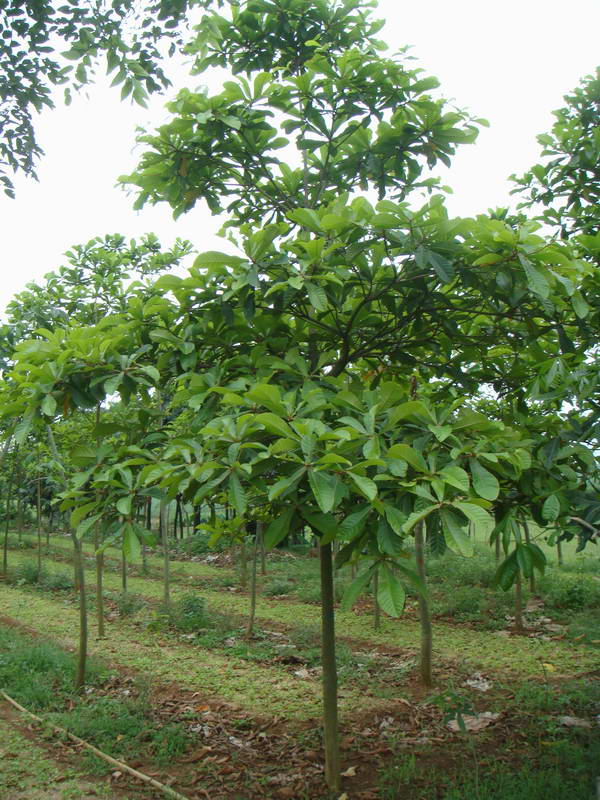 p></p></a>贝叶棕属(corypha linn.