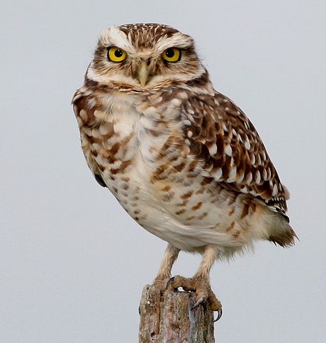 burrowing owl