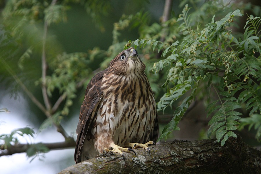 p>鸡鹰,accipiter cooperii(bonaparte 1828,隼形目,鹰科,鹰属的